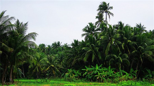 在邱县加盟瓦特先生蒸汽洗车有前景吗